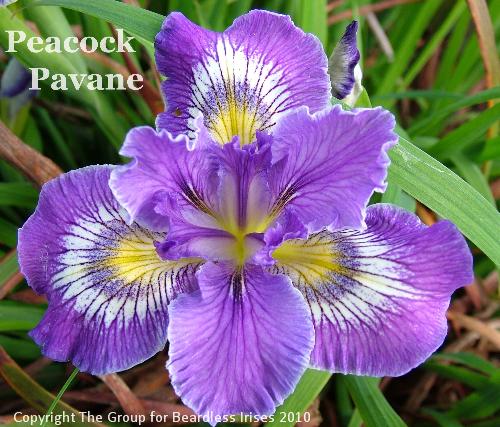 Peacock Pavane (2)